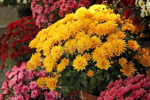 èè±çå¹²å