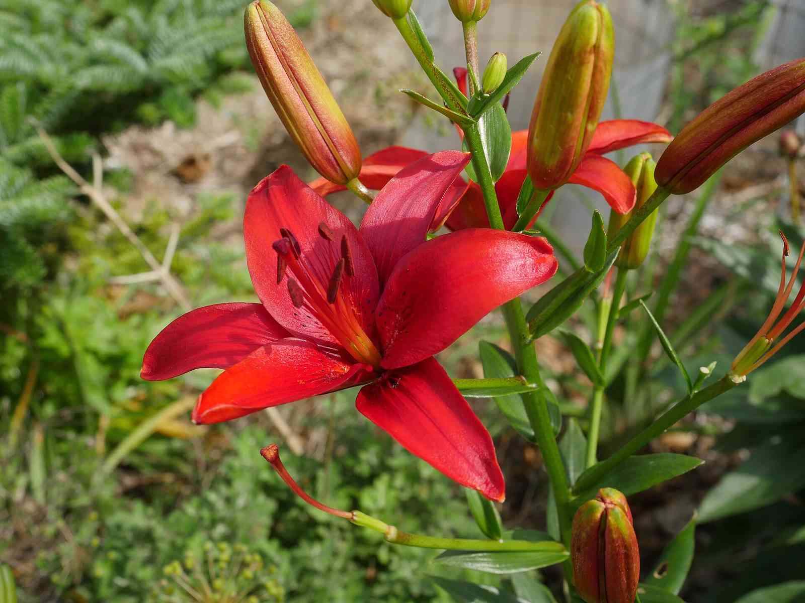 百合烘干
