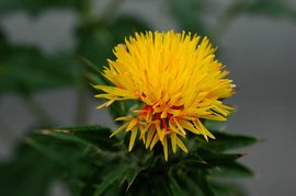 红花烘干工艺流程与操作要点：花类药材低温快速干燥全解析