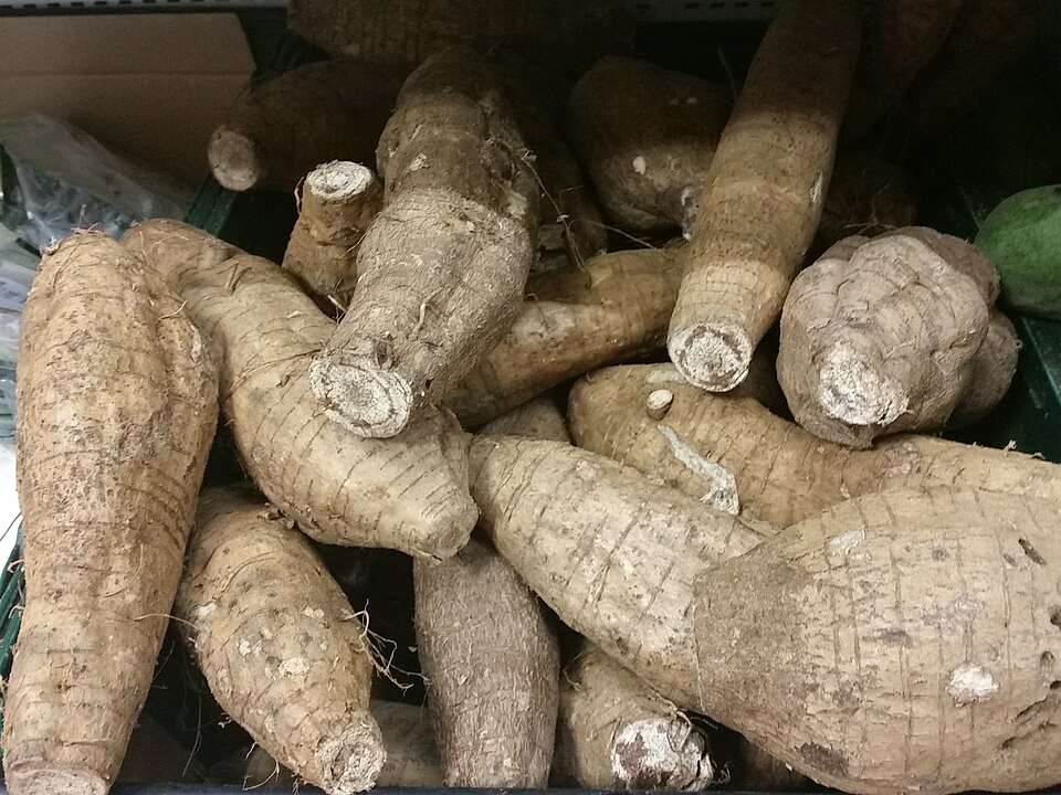 新鲜葛根