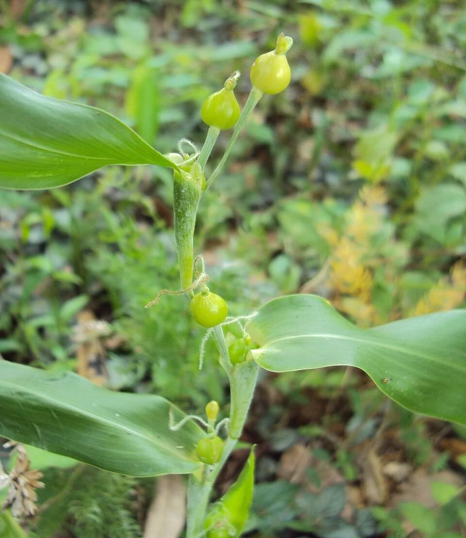 薏苡仁鲜果植株