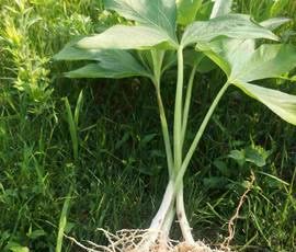 半夏烘干房怎么选？块茎类药材控温脱毒干燥工艺要点