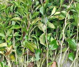 白术烘干房怎么选？根茎类药材低温慢烘工艺要点